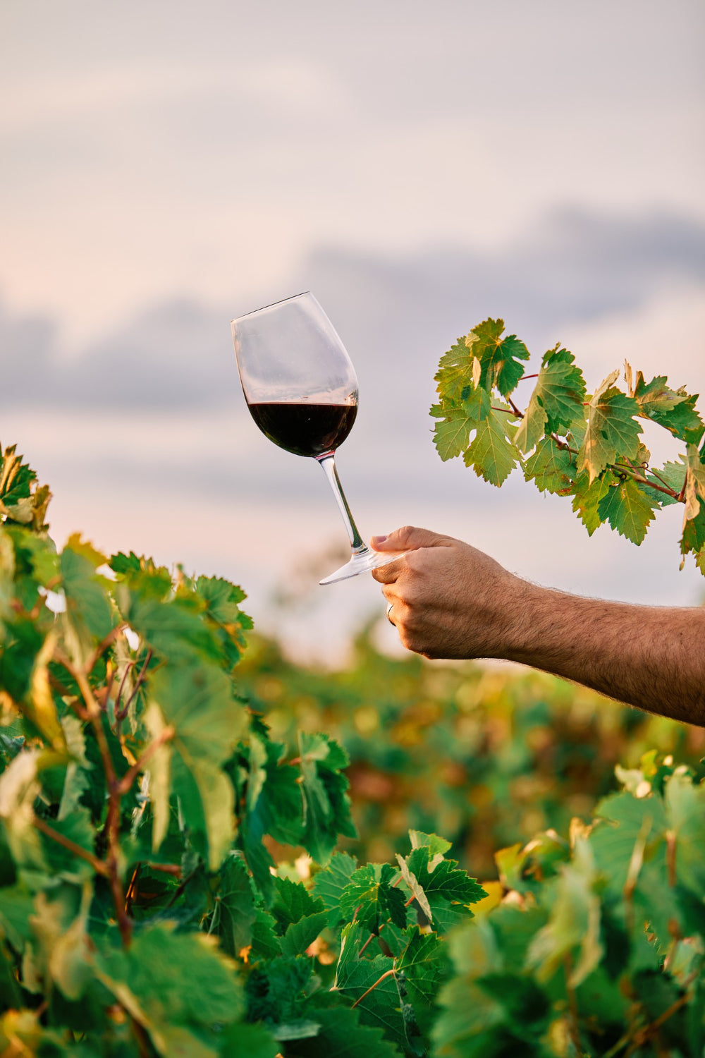 DIY Wine: From Grapes to Greatness