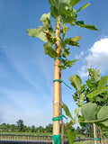TübTie Gardener's Stretch Tie Tube 110 Feet - Better than PVC Plant Tape